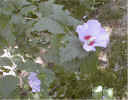P7070053.jpg (73845 bytes)