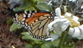 btrfly.jpg (9034 bytes)