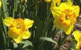 daffodils.jpg (72899 bytes)
